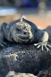 Durch den Panamakanal und zu den Galapagos-Inseln
